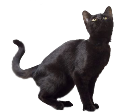 Black Cat Looking Up Crouching Realistic PNG Image With Transparency