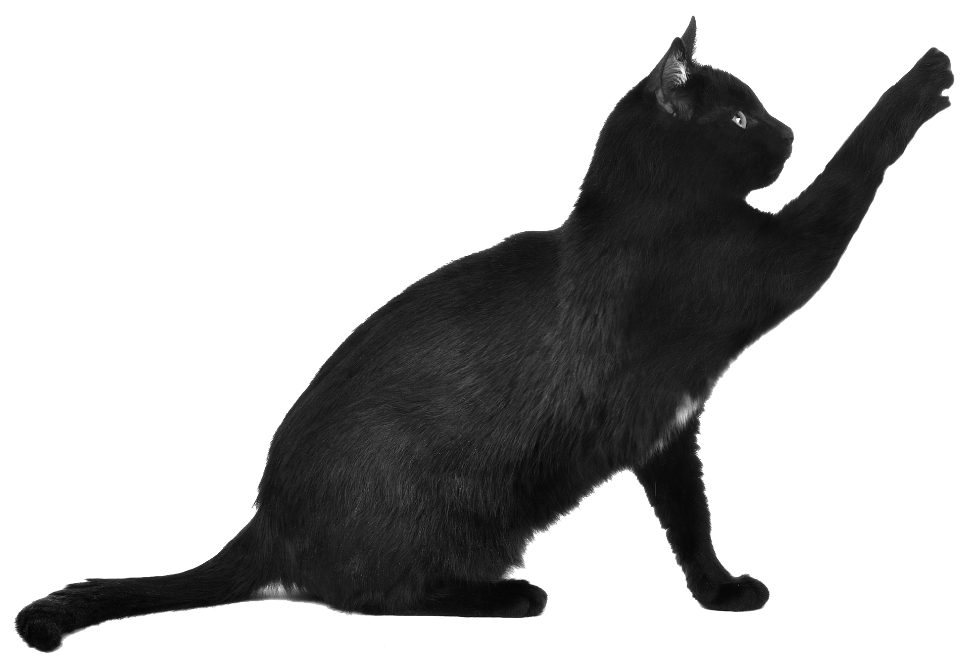 Sleek Black Cat Reaching Upward with Paw