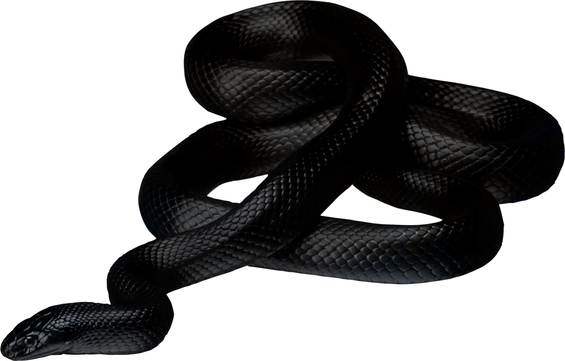 Coiled Black Mamba Snake Realistic Ultra HD PNG Image With Transparency