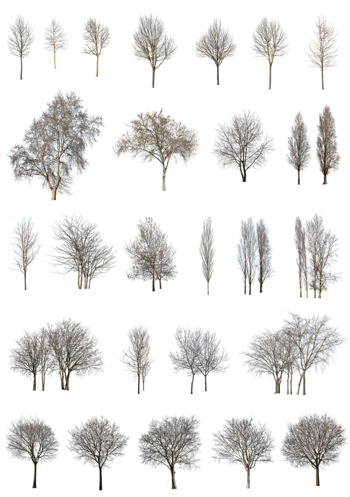 Collection Of Bare Winter Trees Cutouts Set PNG Graphic