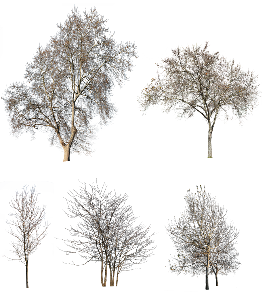 Four Bare Winter Trees Without Leaves Cutouts PNG File