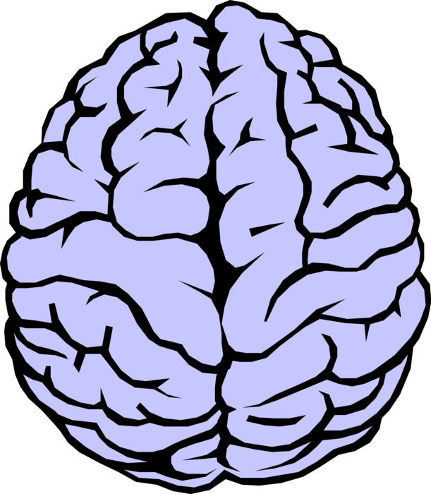 Lavender Brain Top View Vector Illustration PNG Overlay