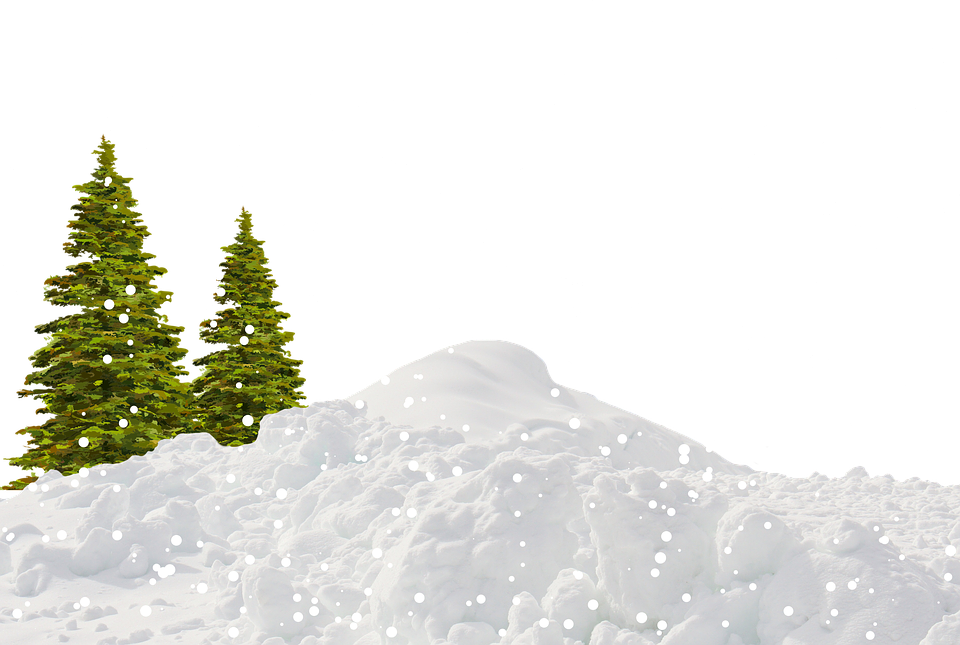 Pine Trees On Snow Drift Winter Ground PNG Image With Transparency