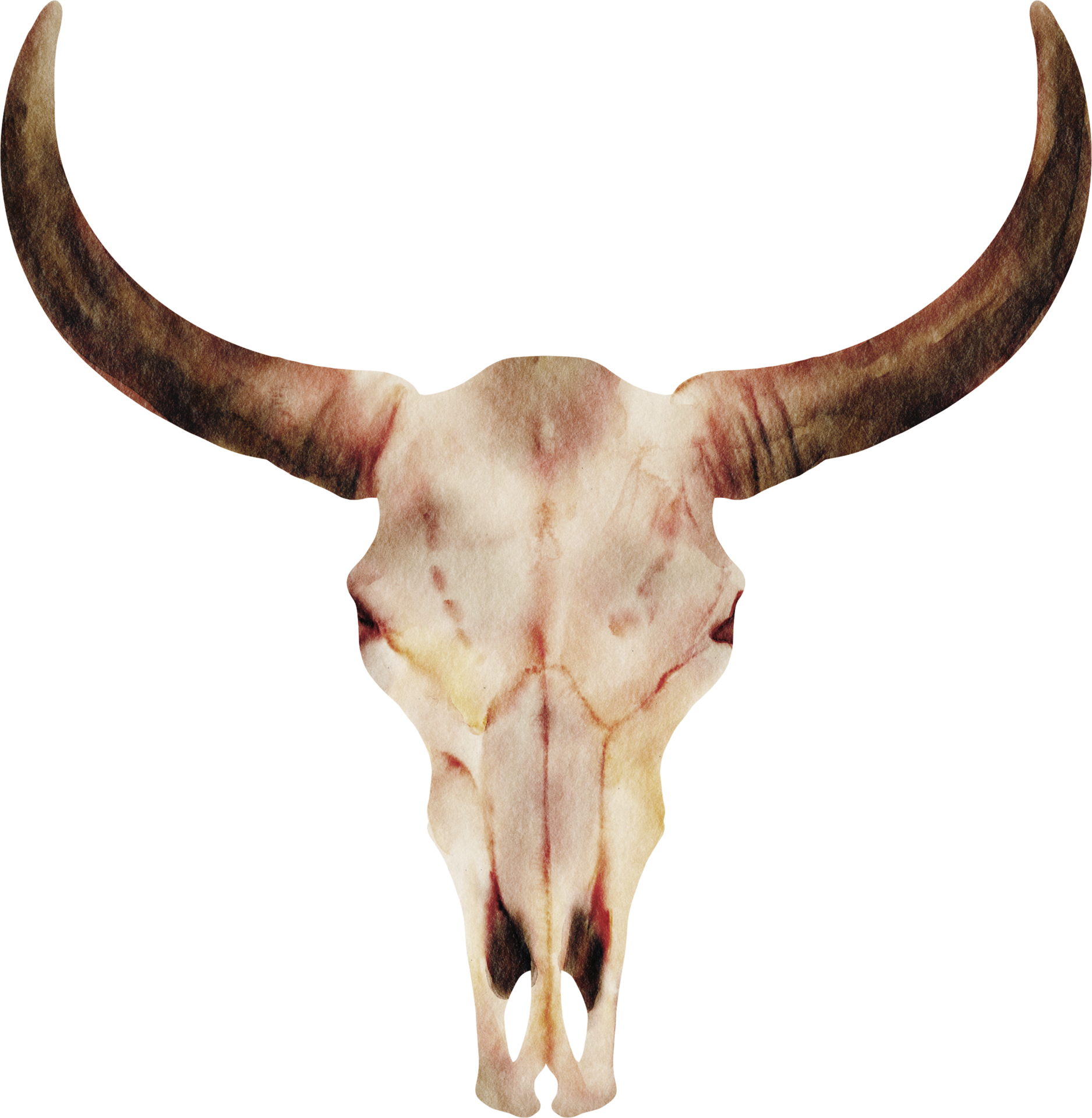 Realistic Bull Skull With Curved Horns Bone Ultra HD PNG Picture