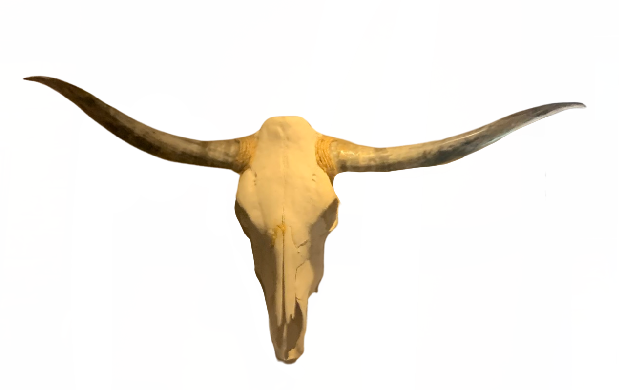 Realistic Texas Longhorn Skull With Wide Horns PNG