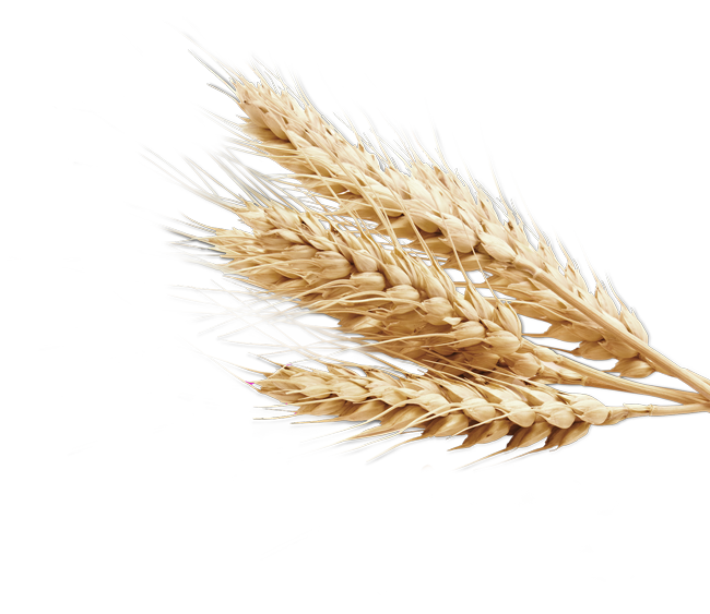 Golden Wheat Ear Bundle with Textured Husks