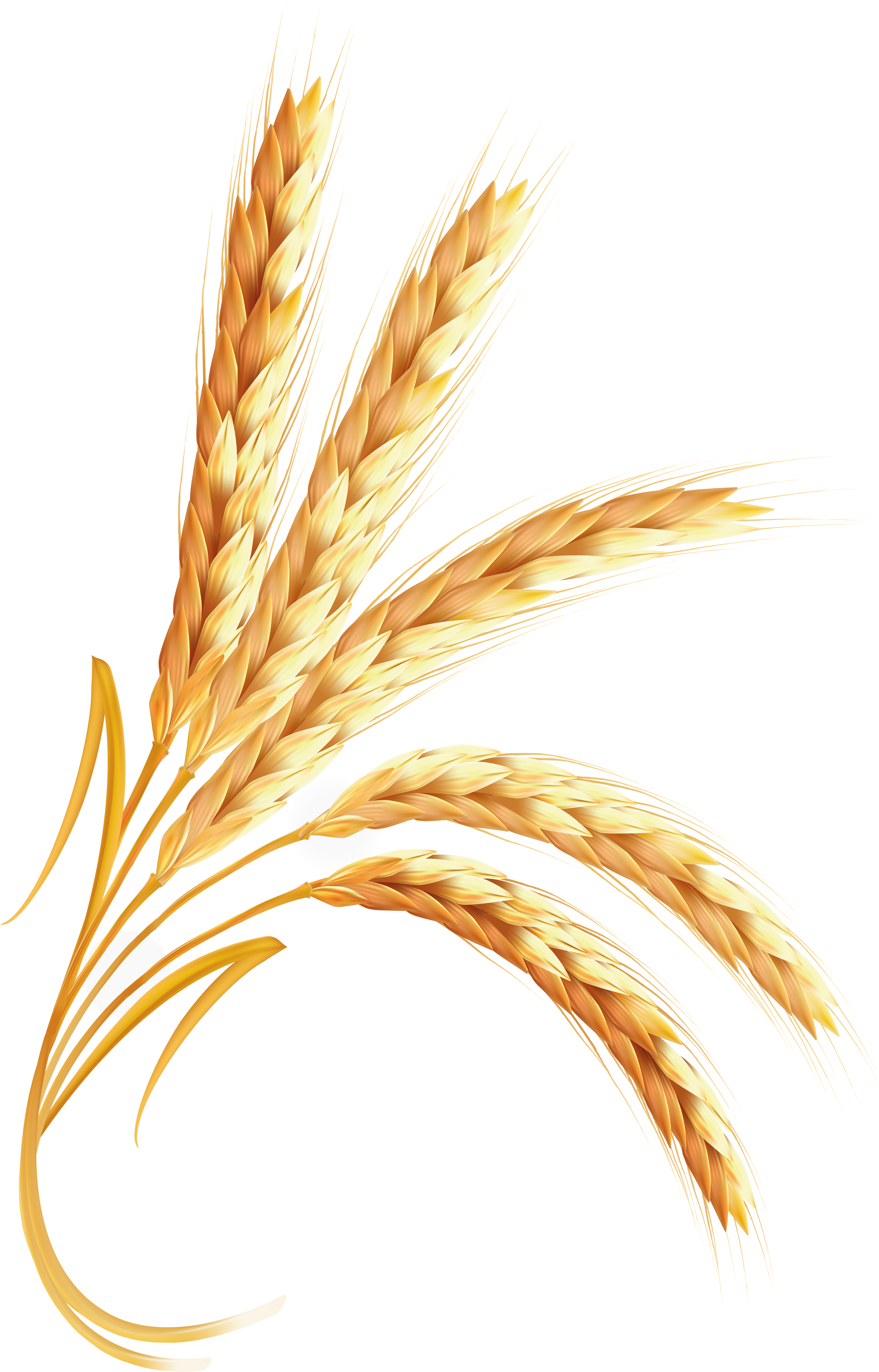 Golden Wheat Ears Bunch Illustration 8K PNG