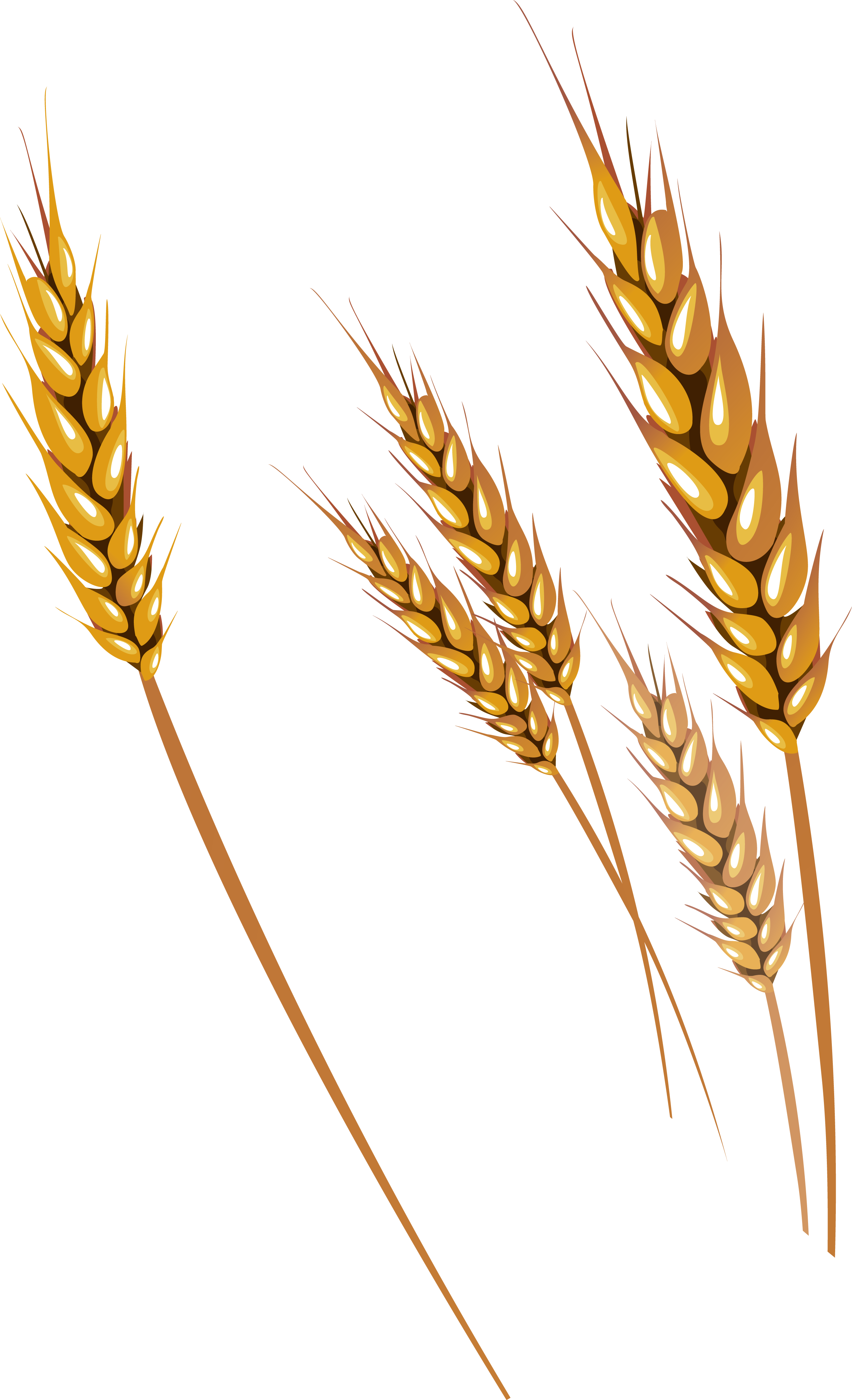 Golden Wheat Ears with Stalks Illustration