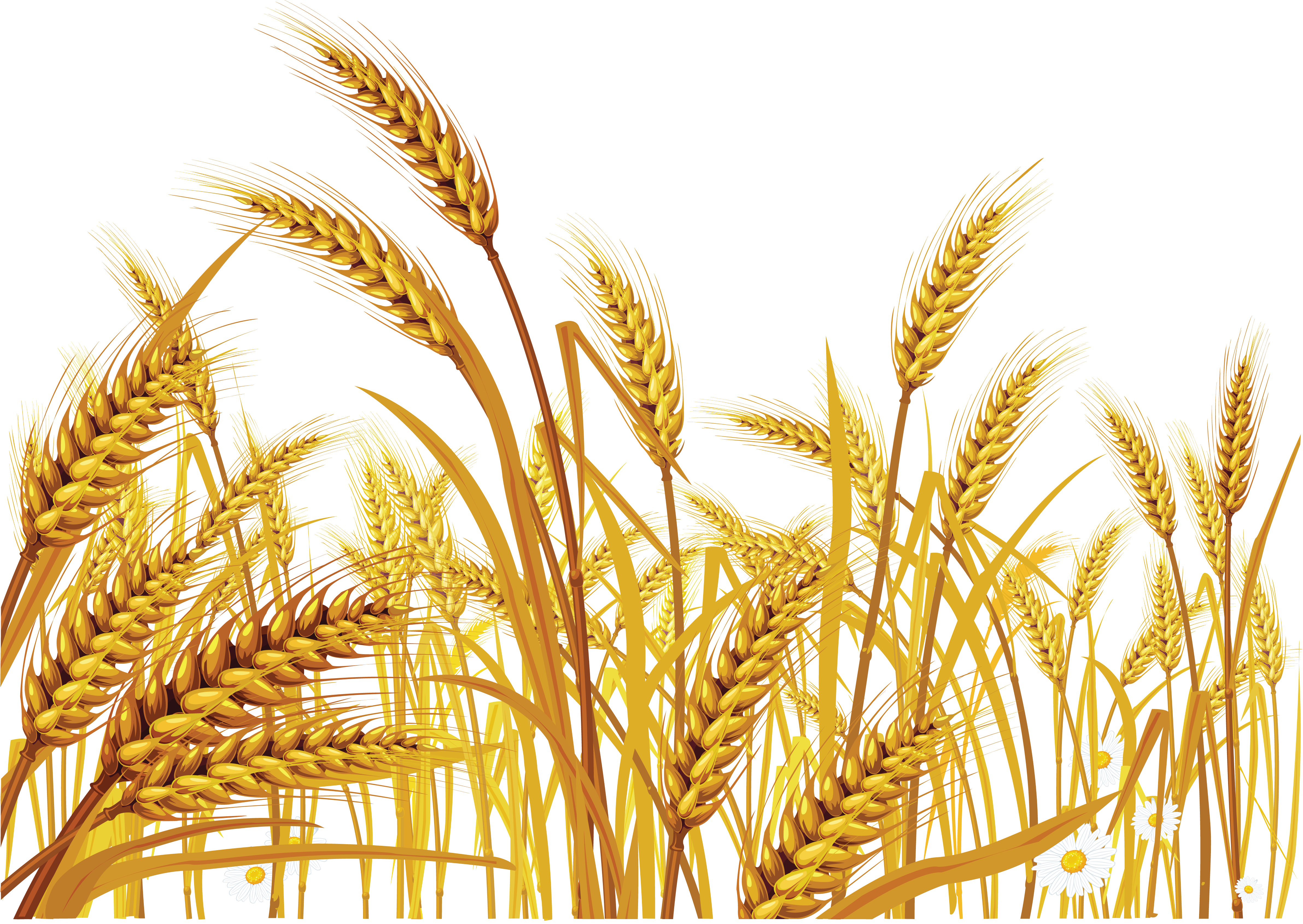 Golden Wheat Stalks with Daisies Illustration