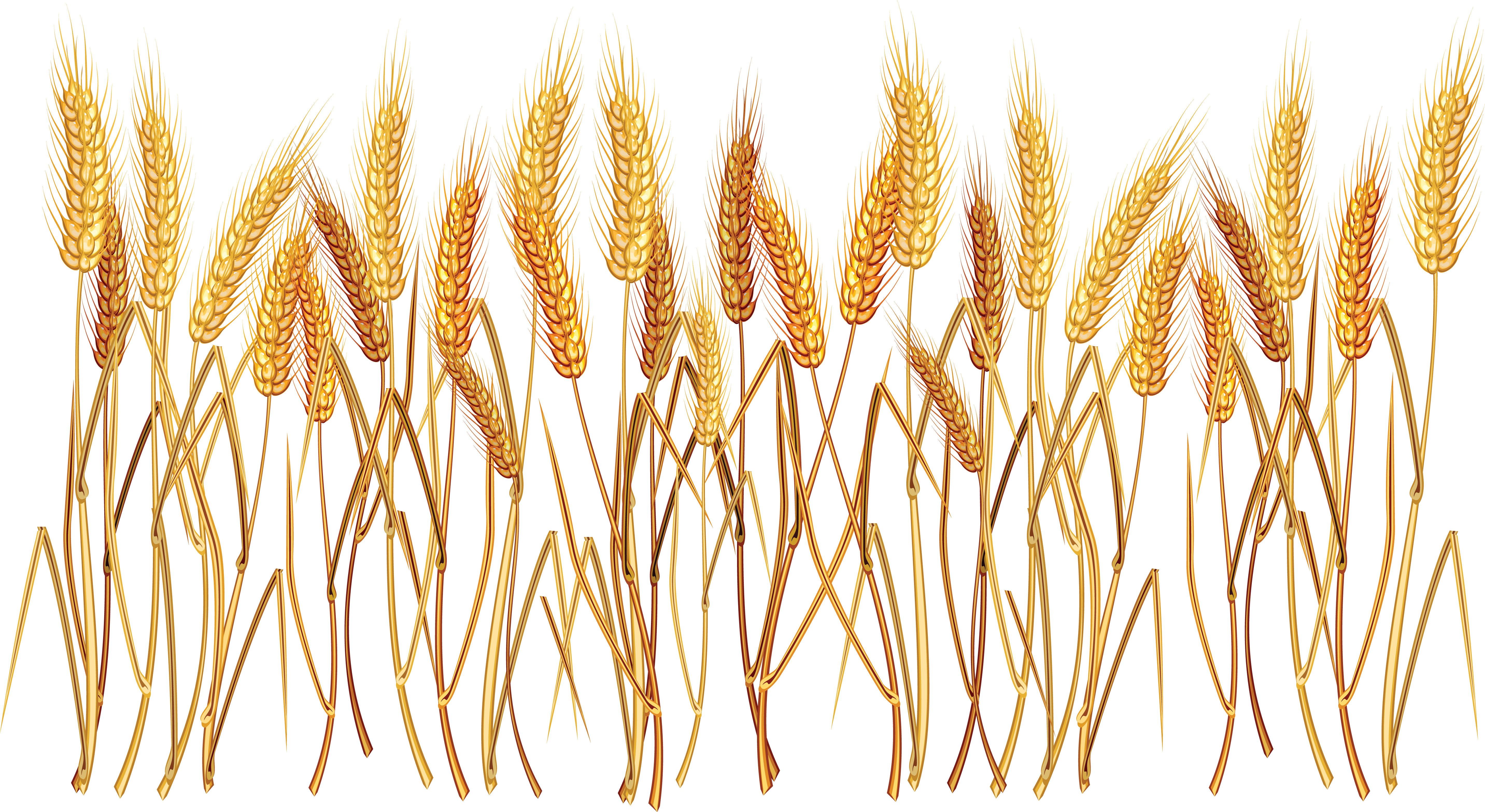 Golden Wheat Stalks Row Illustration