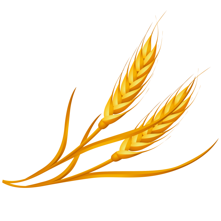 Golden Wheat Stalks with Glossy Shading