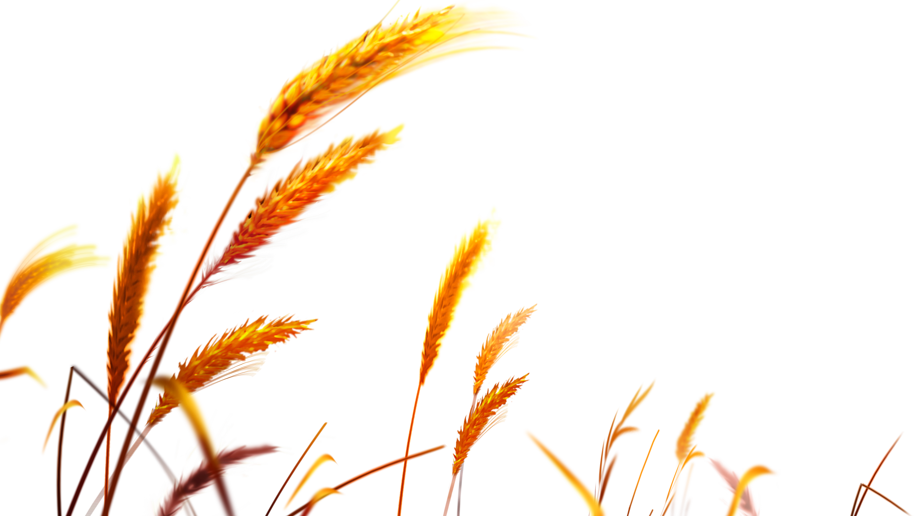 Golden Wheat Stalks Swaying in Wind