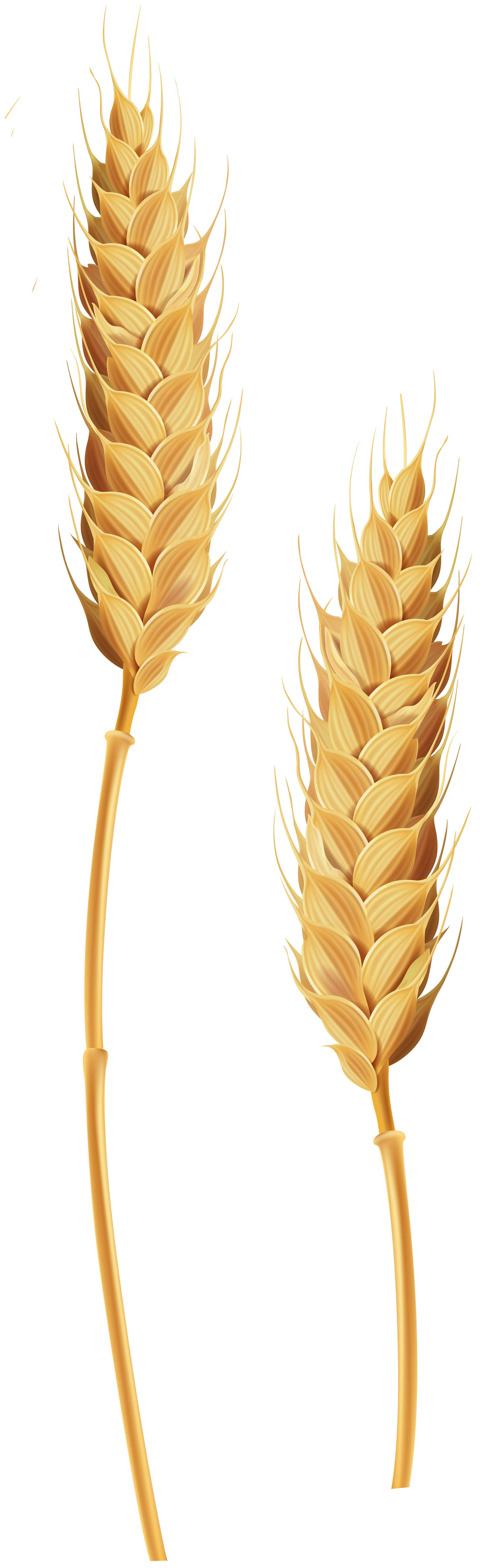 Two Golden Wheat Ears on Tall Stems