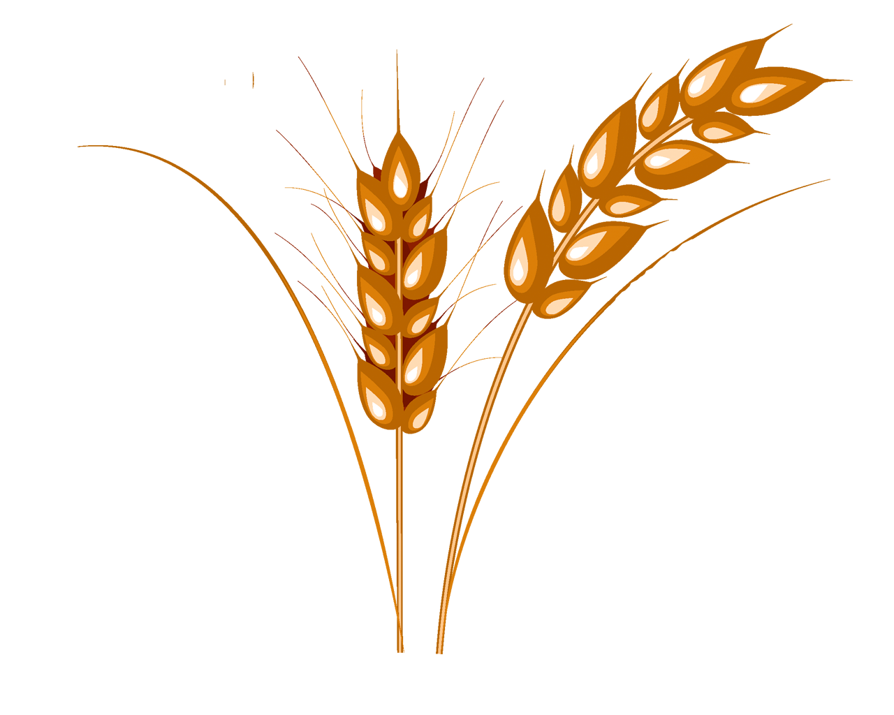 Two Golden Wheat Ears Vector Illustration