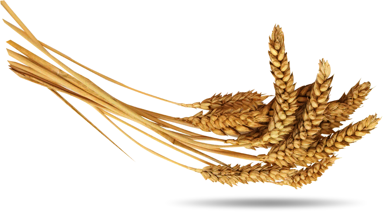 Golden Wheat Ears Bundle with Long Stalks