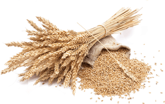 Golden Wheat Bundle with Spilled Grain Sack