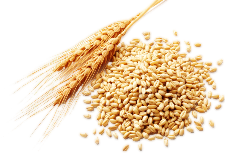 Golden Wheat Ears Beside Loose Grain Pile