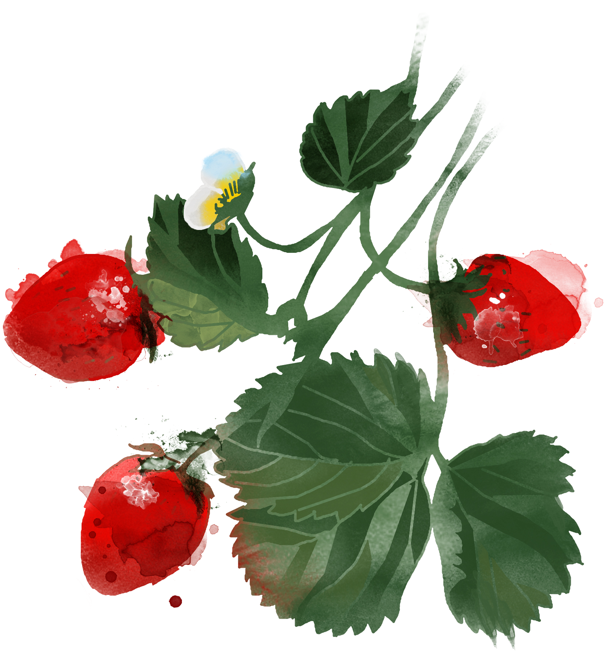 Watercolor Strawberry Branch with Red Berries