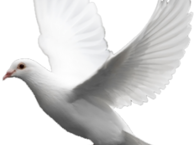 White Dove in Flight with Spread Wings