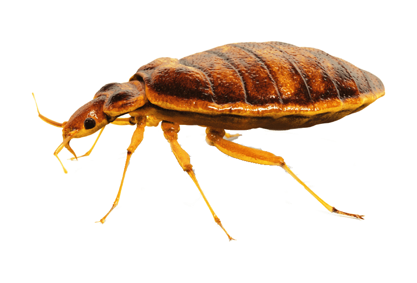 Brown Bed Bug Side View Close-Up