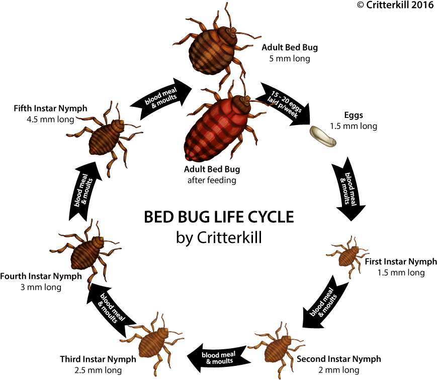Bed Bug Life Cycle Diagram with Stages