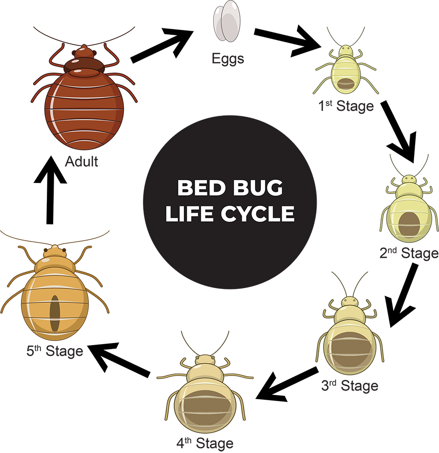 Bed Bug Life Cycle Diagram with Stages