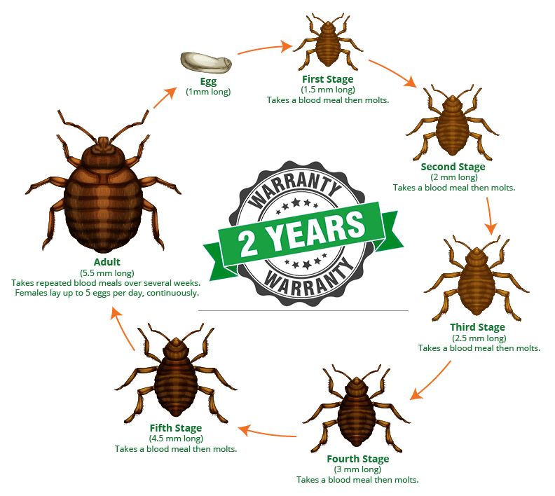 Bed Bug Life Cycle Diagram with Warranty Seal