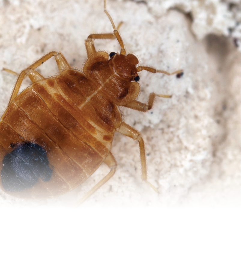 Brown Bed Bug Macro with Long Legs