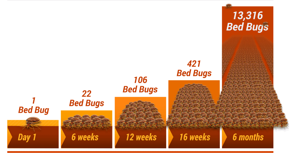 Bed Bug Growth Chart Infographic in Orange