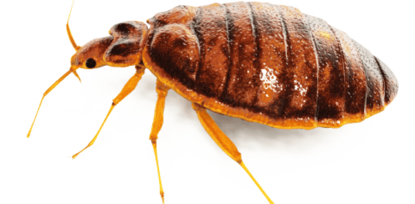 Reddish Brown Bed Bug Side View