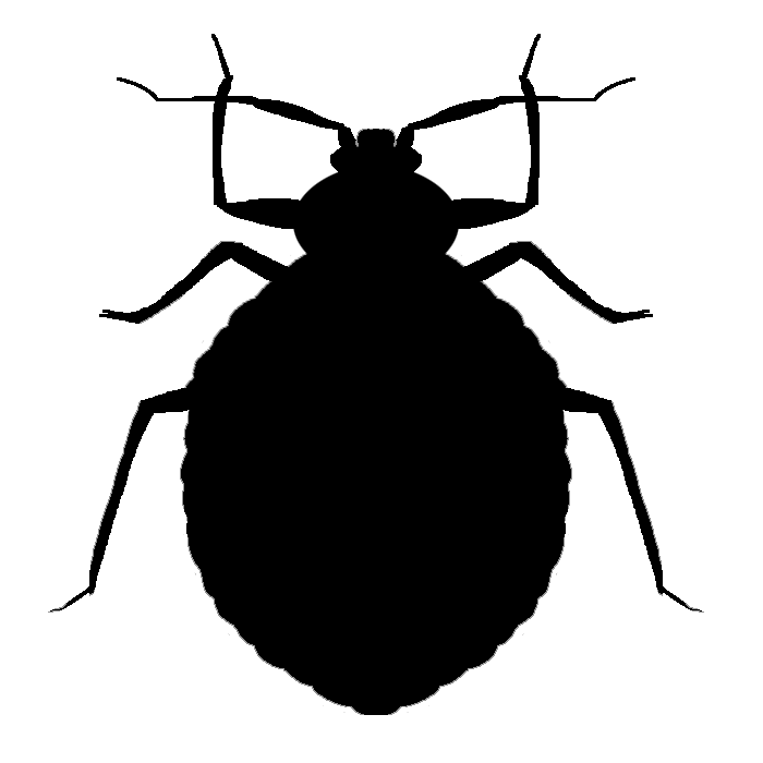 Black Bed Bug Silhouette with Long Legs