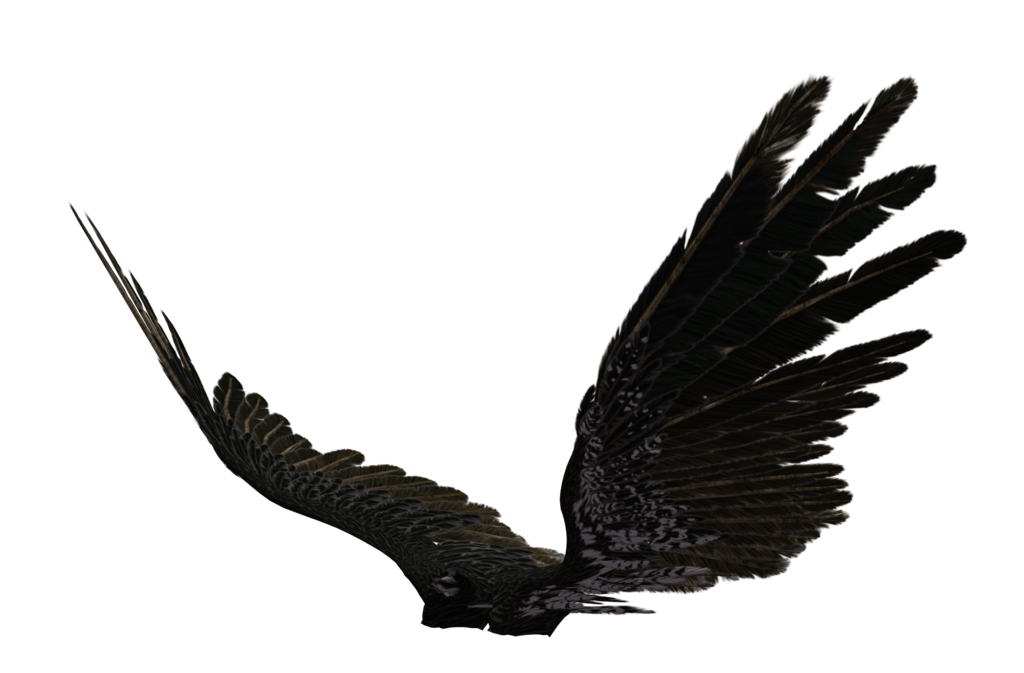 Black Feathered Bird Wings Spread Wide