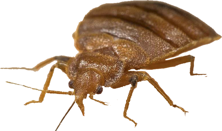 Brown Bed Bug Close-Up Side View