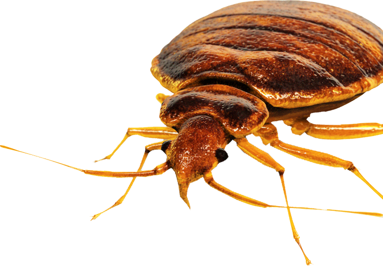 Brown Bed Bug Side View Close-Up
