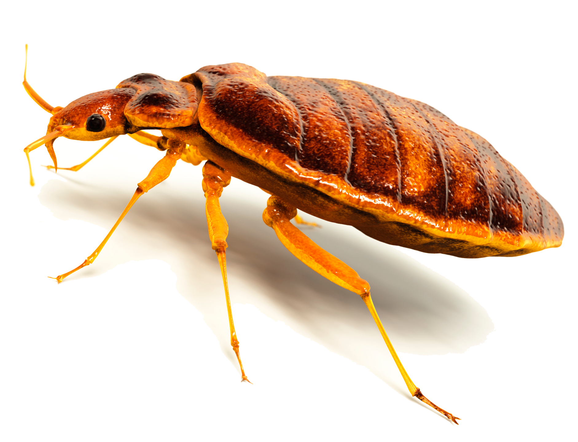 Glossy Orange Bed Bug Side View Render