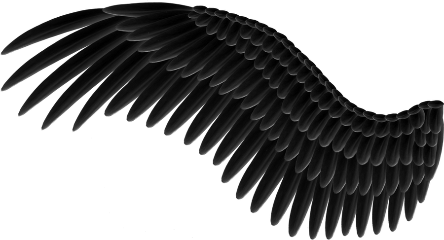 Black Feathered Wing Spread Diagonally