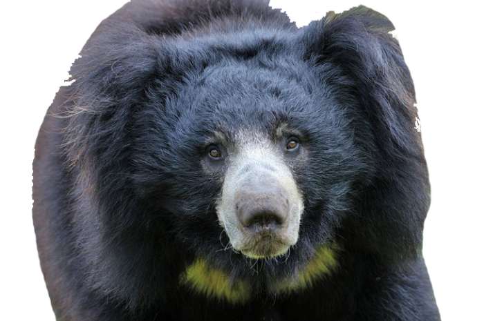 Shaggy Black Sloth Bear with Pale Muzzle