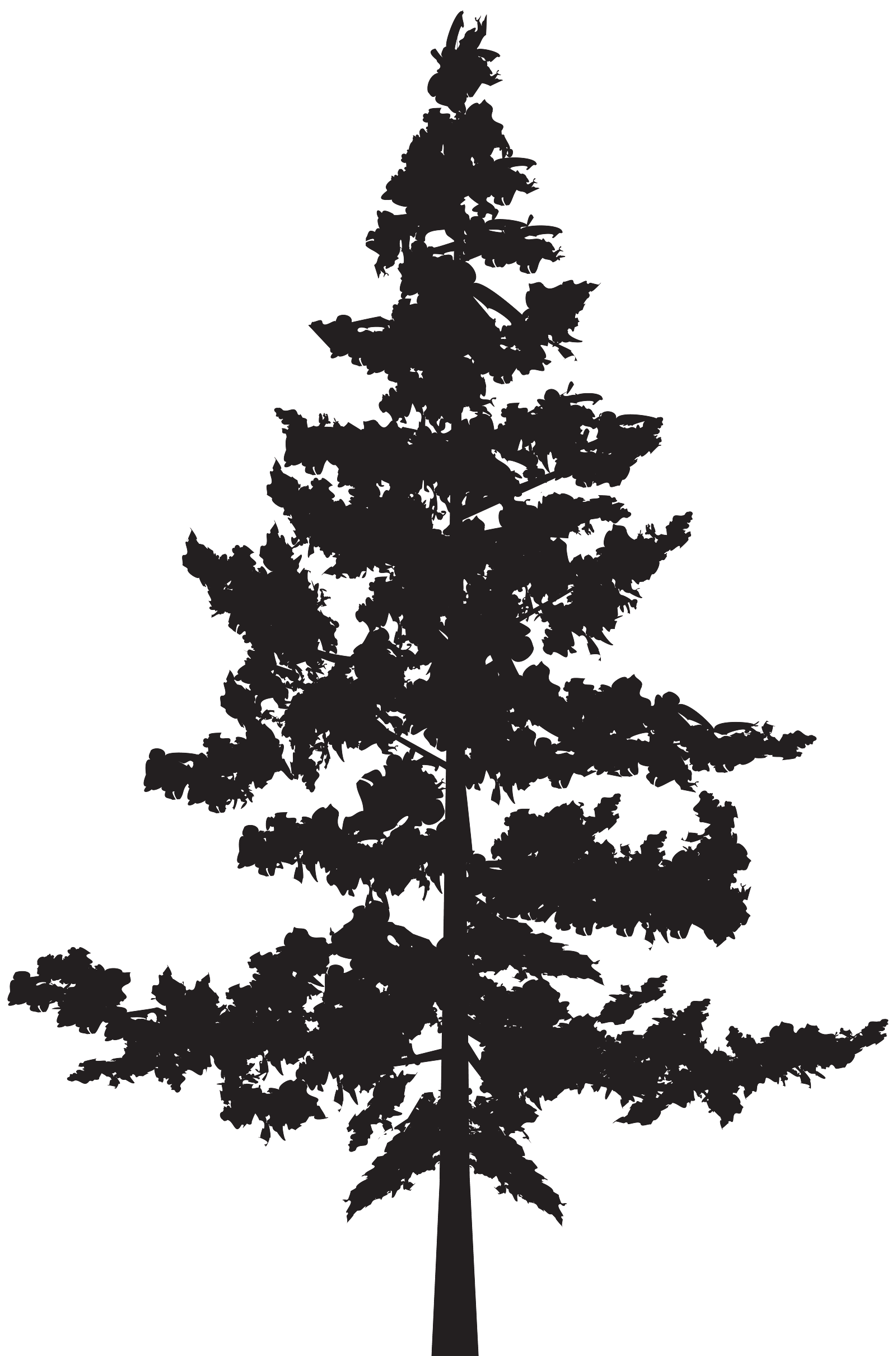 Tall Black Pine Tree Silhouette Design